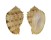 HARPIDAE MORUM JOELGREENEI shell