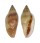 MARGINELLIDAE MARGINELLA DESJARDINI shell