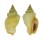 STROMBIDAE CANARIUM RADIANS shell