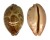 CYPRAEIDAE LEPOCYPRAEA MAPPA shell