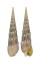 TEREBRIDAE TEREBRA CRENULATA shell