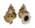 BURSIDAE TUTUFA OYAMAI shell