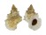 BURSIDAE TUTUFA OYAMAI shell