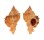 MURICIDAE CHICOMUREX TAGAROAE shell