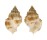 CANCELLARIIDAE CANCELLARIA CANCELLATA shell