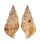 COLUBRARIIDAE COLUBRARIA CUMINGII shell
