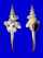 FASCIOLARIIDAE FUSINUS COLUS shell