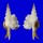 FASCIOLARIIDAE FUSINUS COLUS shell