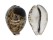 CYPRAEIDAE CYPRAEA TIGRIS IONTHODES shell