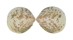 CARDIIDAE ACROSTERIGMA HOBBSAE shell