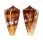 CONIDAE CONUS AMADIS NEPTUNUS shell