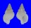RANELLIDAE SASSIA EBURNEA shell