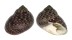 TROCHIDAE DILOMA CONCAMERATA shell