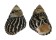TROCHIDAE AUSTROCOCHLEA PORCATA shell
