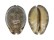 CYPRAEIDAE MAURITIA ARABICA GIBBA shell
