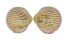 CARDIIDAE VEPRICARDIUM INCARNATUM shell