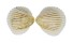 CARDIIDAE VEPRICARDIUM INCARNATUM shell