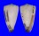 CONIDAE CONUS VIDUA CUYOENSIS shell