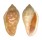 MARGINELLIDAE MARGINELLA SEBASTIANI shell