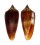 CONIDAE CONUS TMETUS shell