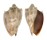 VOLUTIDAE CYMBIOLA NIVOSA OBLITA shell