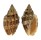 VOLUTIDAE ENAETA CUMINGII shell