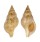 BUCCINIDAE BUCCINULUM CORNEUM shell