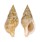 BUCCINIDAE BUCCINULUM CORNEUM shell