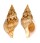 BUCCINIDAE BUCCINULUM CORNEUM shell