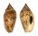 VOLUTIDAE HARPULINA LAPPONICA shell