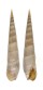 TEREBRIDAE IMPAGES ESCONDIDA shell