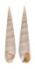 TEREBRIDAE IMPAGES ESCONDIDA shell