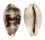 CYPRAEIDAE CYPRAEA ERYTHRAENSIS shell