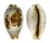 CYPRAEIDAE CYPRAEA ERYTHRAENSIS shell