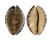 CYPRAEIDAE ZONARIA ARABICULA shell