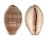 CYPRAEIDAE CYPRAEA CINEREA shell