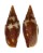 MITRIDAE NEBULARIA AURORA FLORIDULA shell