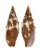 MITRIDAE NEBULARIA AURORA FLORIDULA shell