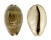 CYPRAEIDAE CYPRAEA VREDENBURGI shell
