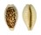 CYPRAEIDAE BLASICRURA COXENI shell