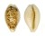 CYPRAEIDAE BLASICRURA COXENI shell