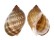 TONNIDAE TONNA PENNATA shell