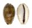 CYPRAEIDAE CYPRAEA VREDENBURGI shell
