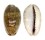 CYPRAEIDAE CYPRAEA VREDENBURGI shell