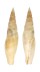 MITRIDAE MITRA SCROBICULATA CROSNIERI shell