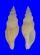 BUCCINIDAE BARTSCHIA FUSIFORMIS shell