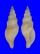 BUCCINIDAE BARTSCHIA FUSIFORMIS shell