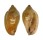 MARGINELLIDAE MARGINELLA SEBASTIANI shell