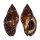 MURICIDAE NASSA FRANCOLINA shell