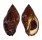 MURICIDAE NASSA FRANCOLINA shell
